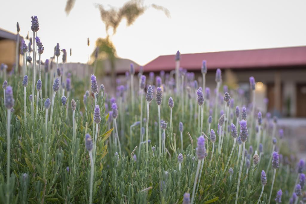 Terra del Valle Bed&Breakfast Valle de Guadalupe Esterno foto